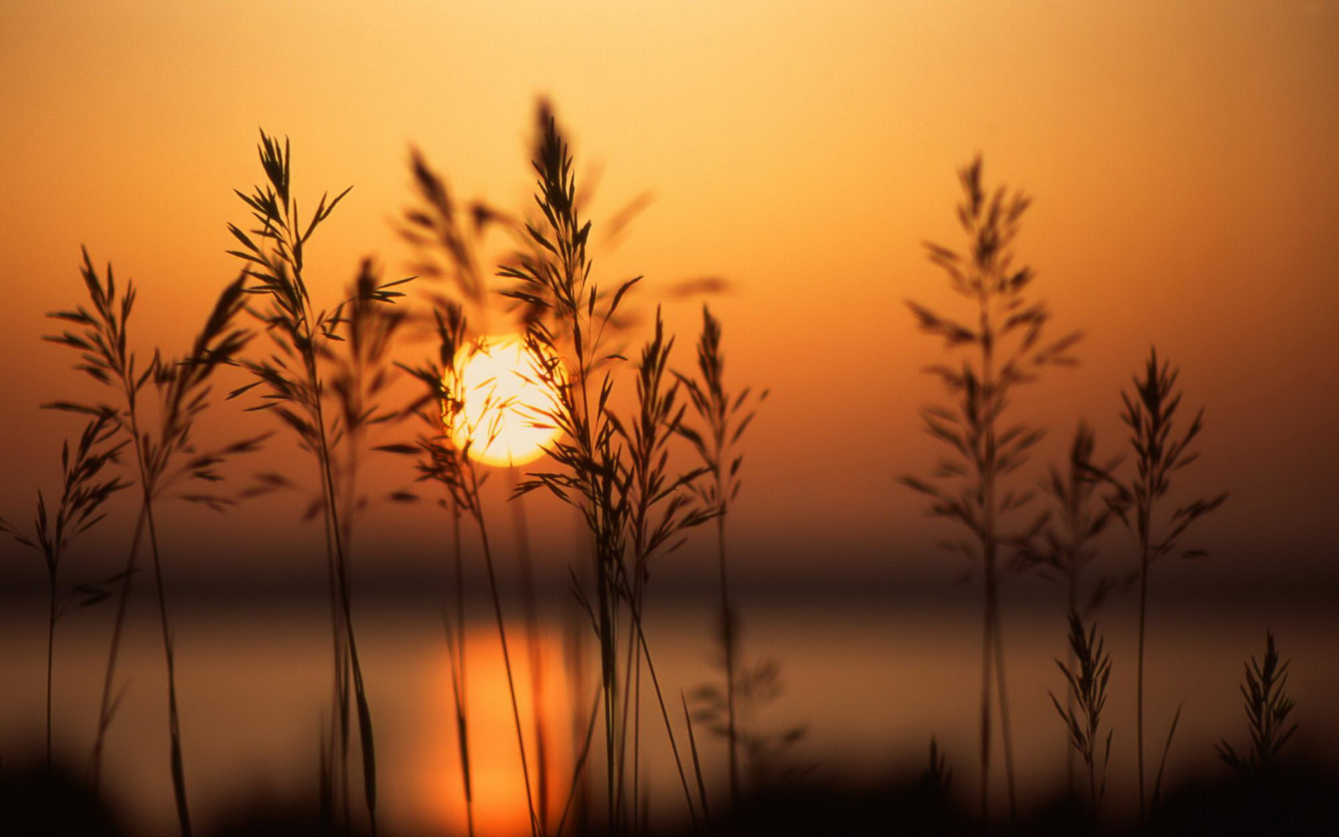 Download Nature Sunset HD Wallpaper