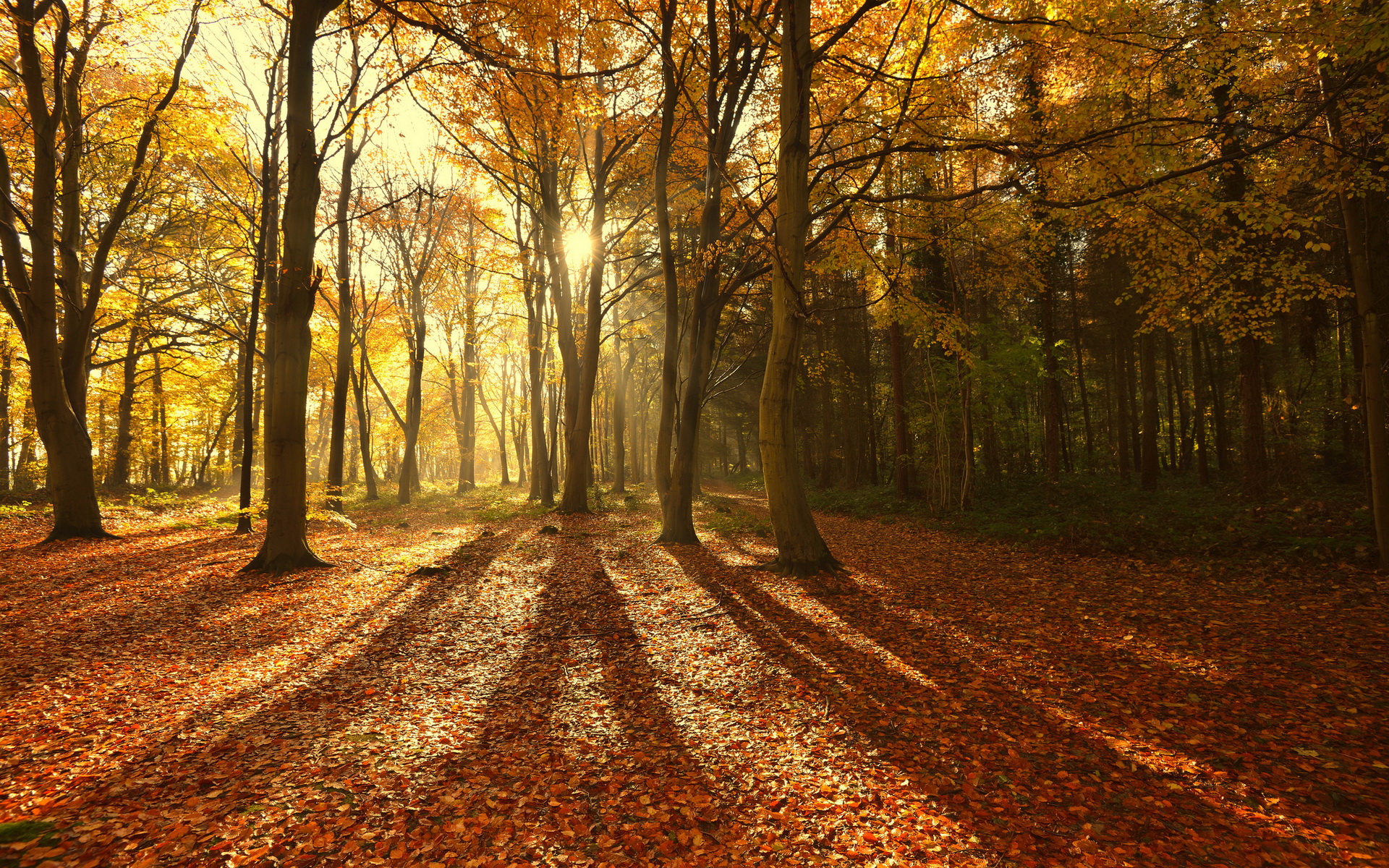 Download Nature Forest HD Wallpaper