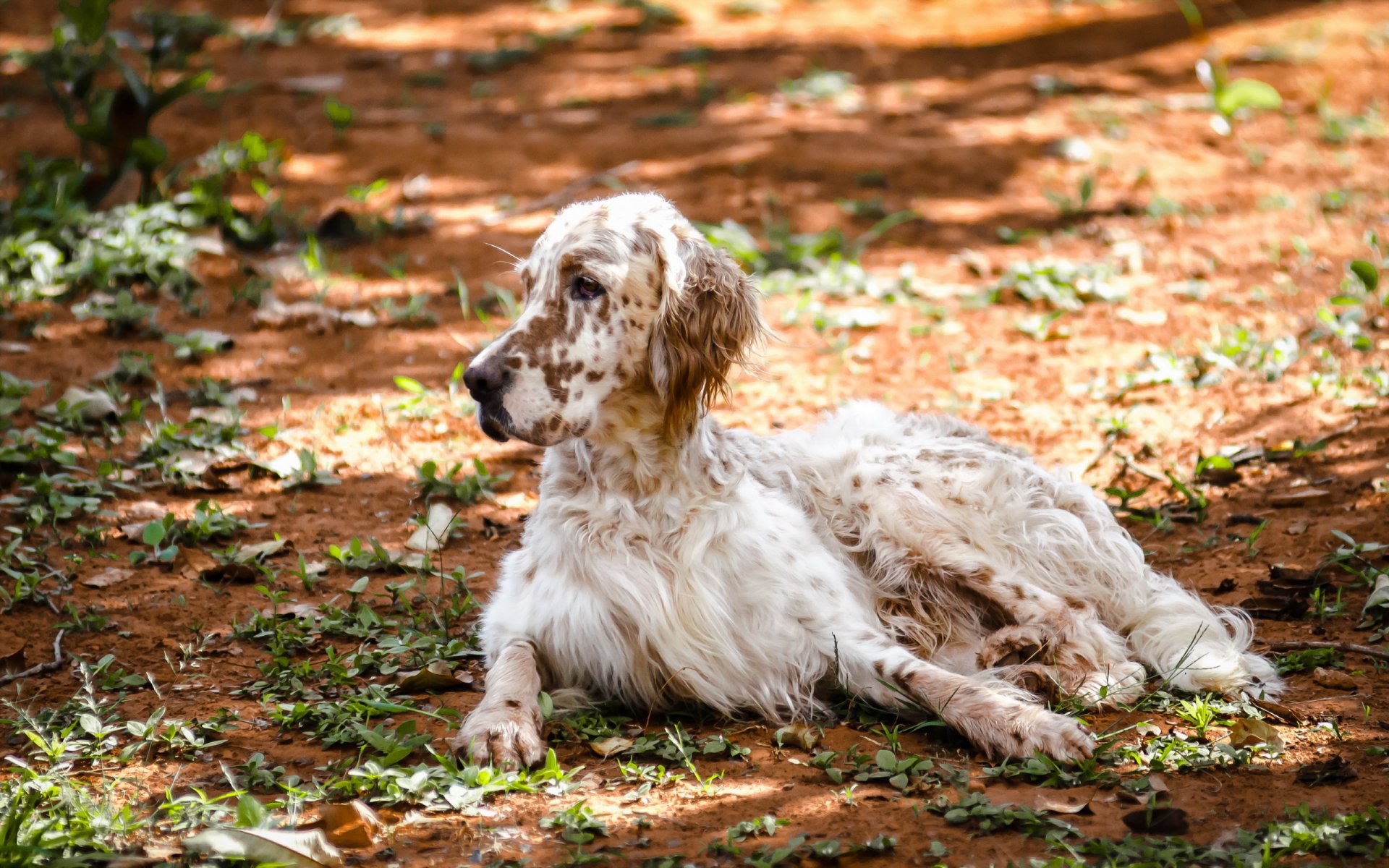 Download Animal Dog HD Wallpaper | 2560x1600 | Wallpaper Abyss
