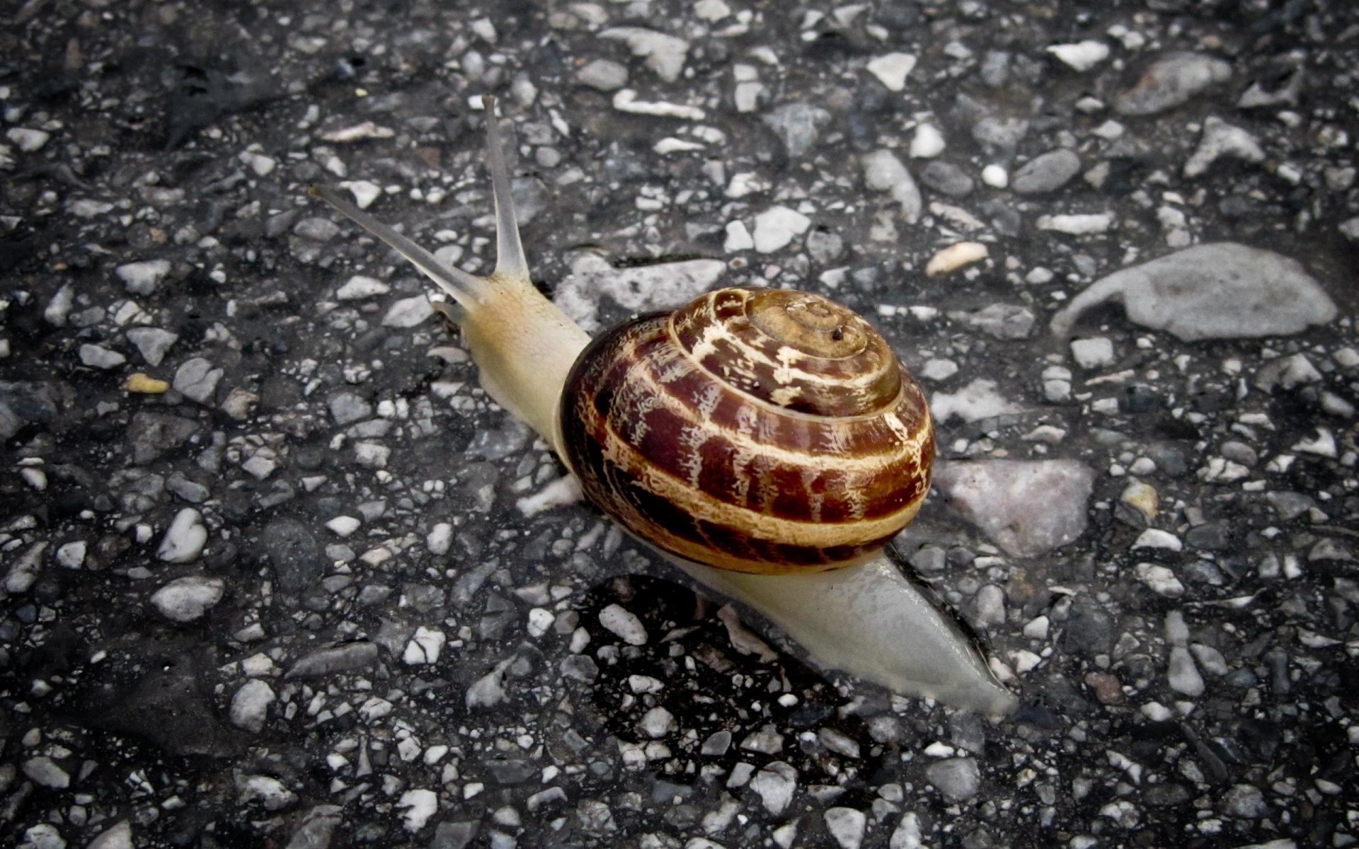 HD PC desktop wallpaper featuring a close-up of a snail with a patterned shell crawling on a textured, dark gravel surface.