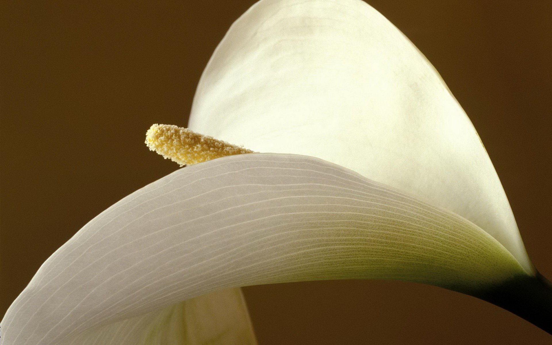 Download Flower Nature Calla Lily HD Wallpaper