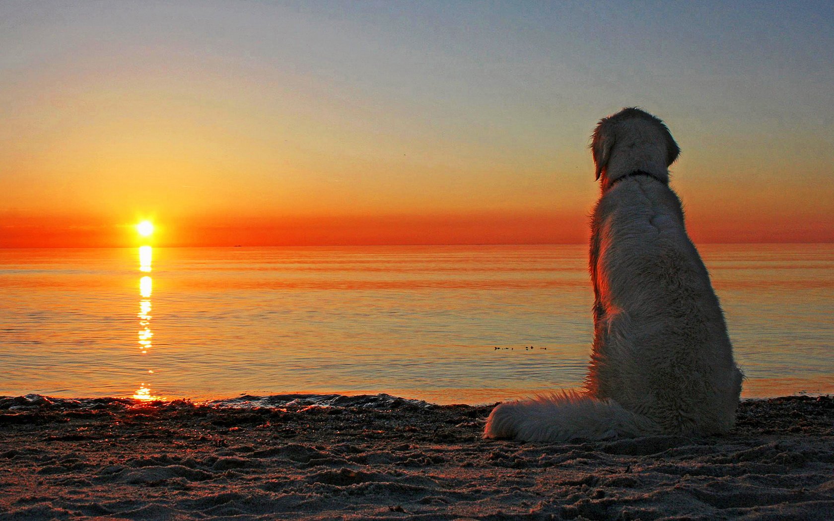 Golden Retriever Wallpaper and Background Image | 1680x1050 | ID:385277