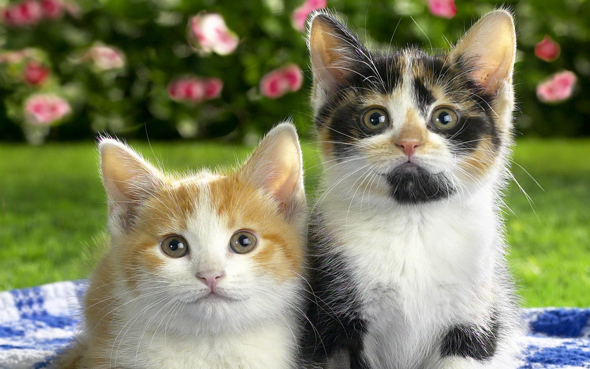 Download Animal Cat HD Wallpaper