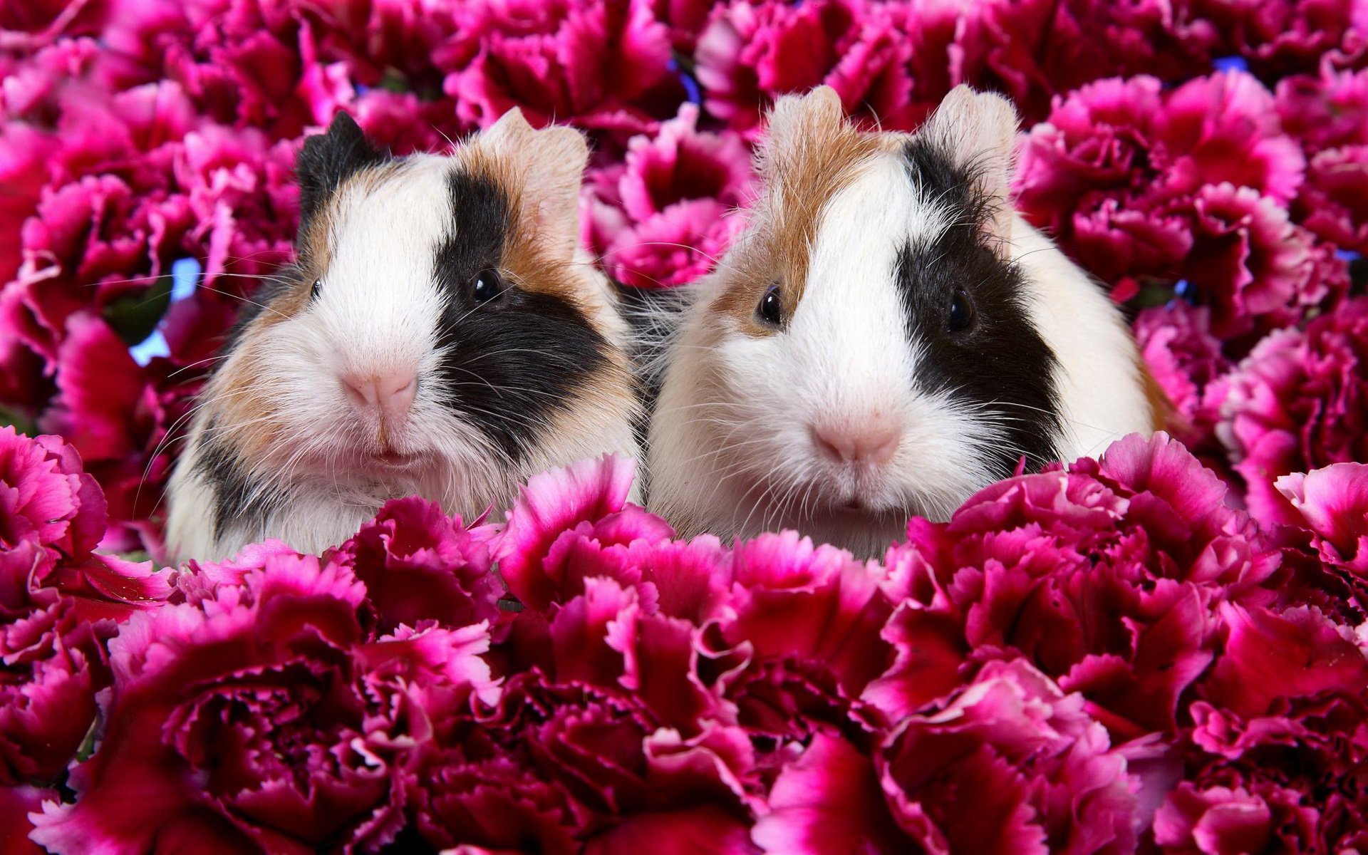 HD PC desktop wallpaper/background of two tricolor guinea pig animals nestled among vibrant pink carnations.