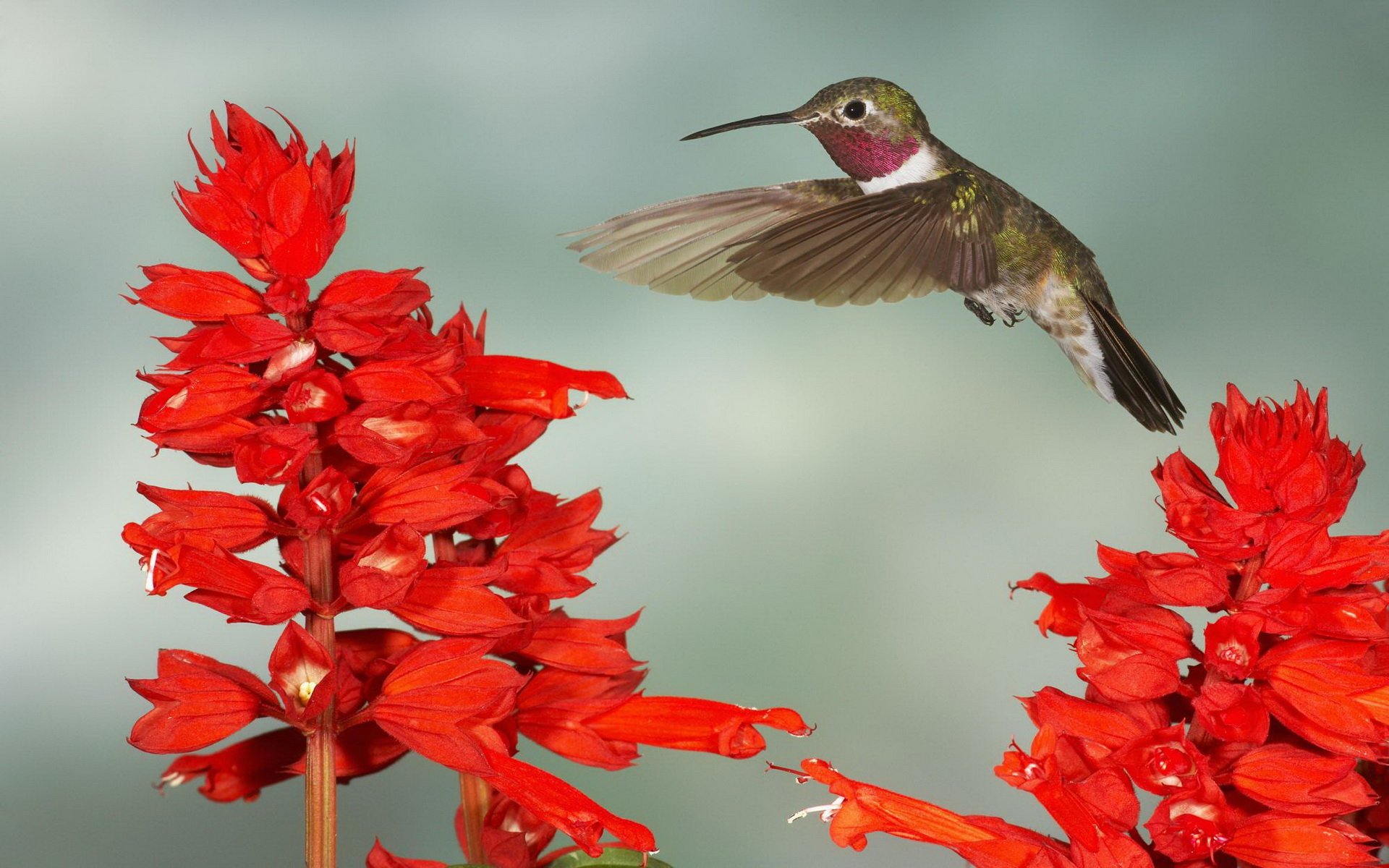 HD Wallpaper — Hummingbird Over Scarlet Blooms | 1920x1200 | Wallpaper ...
