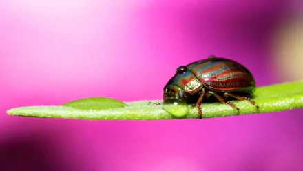 Animal beetle HD Desktop Wallpaper | Background Image