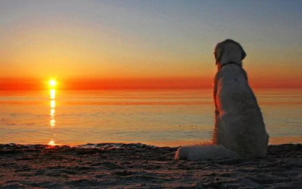 Animal golden retriever HD Desktop Wallpaper | Background Image
