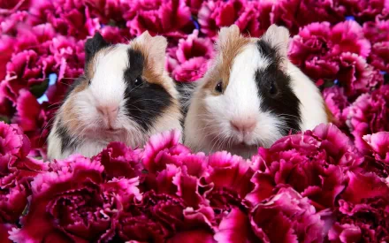 HD PC desktop wallpaper/background of two tricolor guinea pig animals nestled among vibrant pink carnations.
