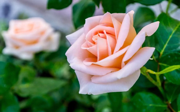 HD PC desktop wallpaper showcasing a close-up of a delicate peach rose surrounded by lush green leaves in a natural outdoor setting.