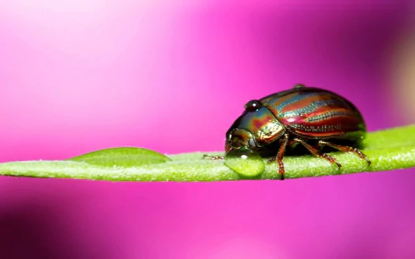 Animal beetle HD Desktop Wallpaper | Background Image