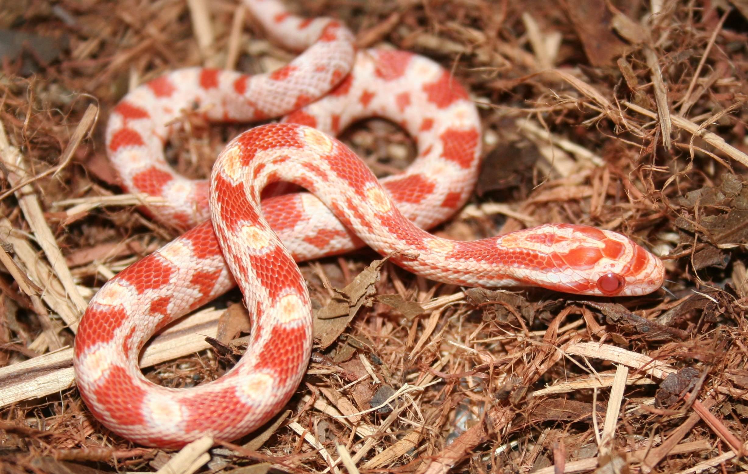 HD wallpaper of a corn snake curled up on a bed of wood chips.