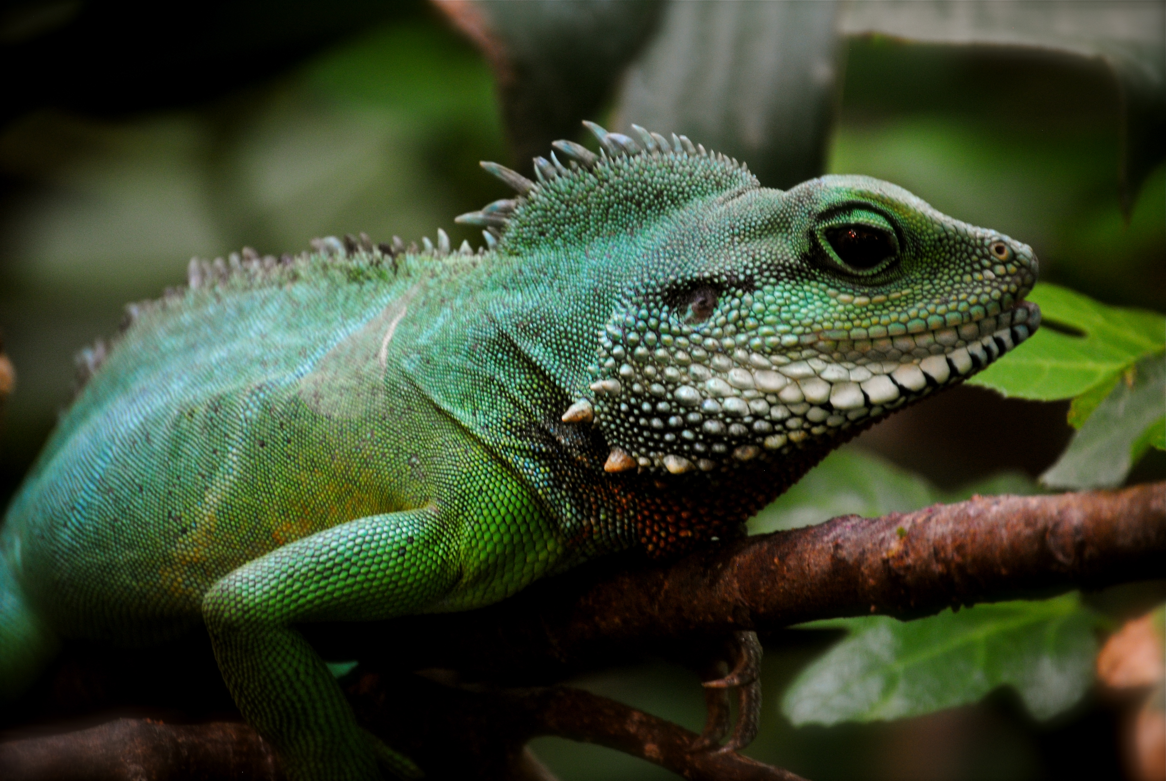 Lizard 4k Ultra HD Wallpaper and Background | 3872x2592 | ID:386538