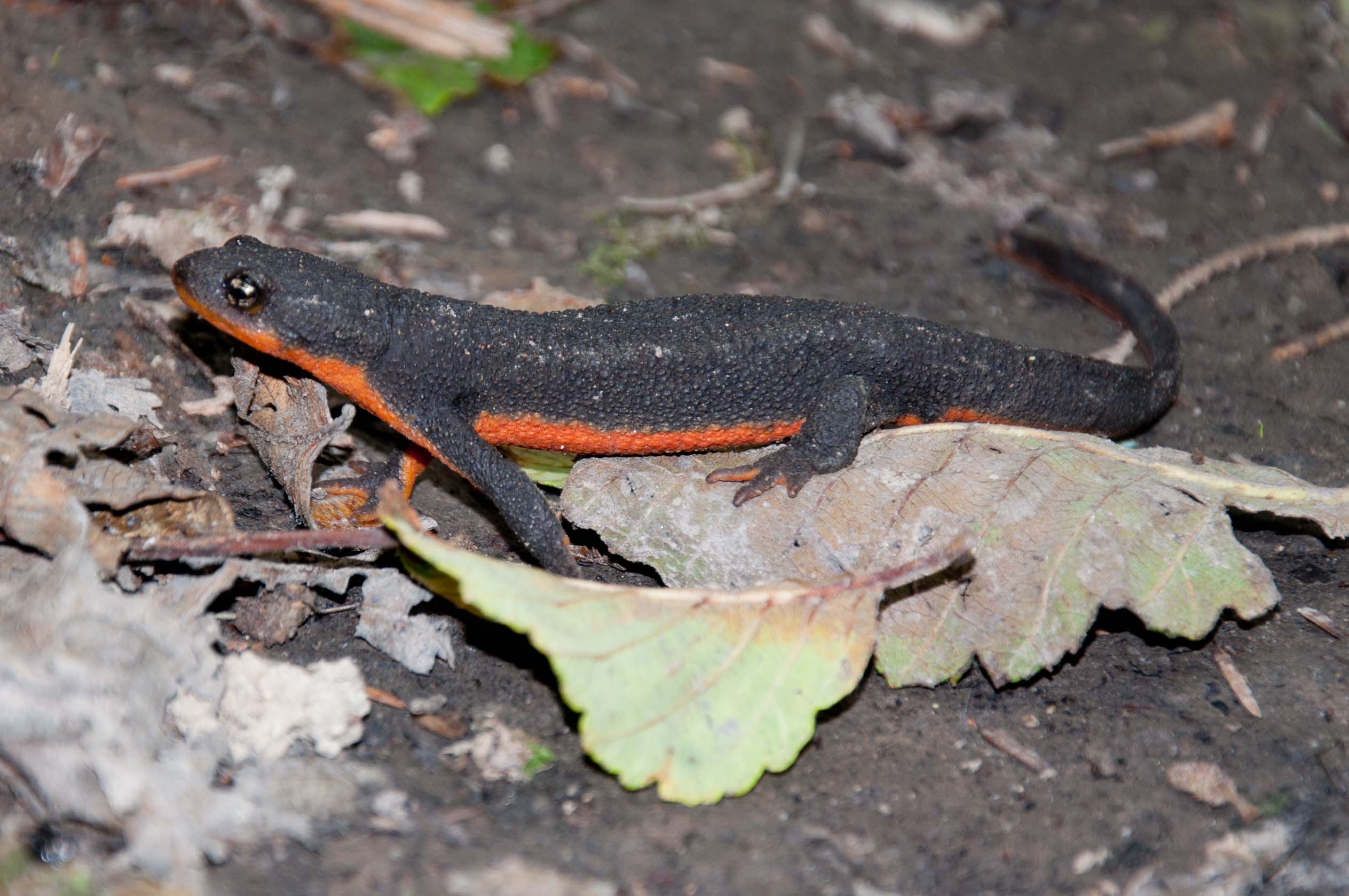 Animal Red Bellied Newt HD Wallpaper | Background Image