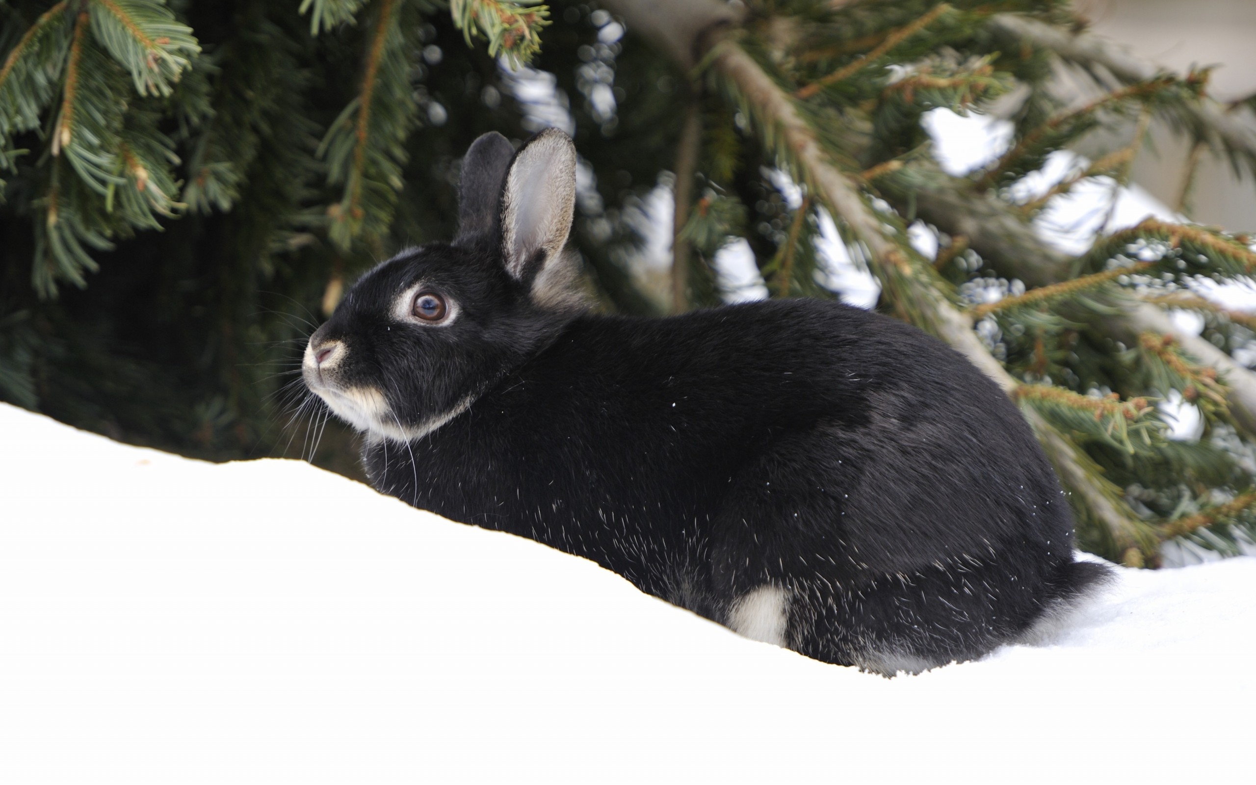 Animal Hare HD Wallpaper | Background Image