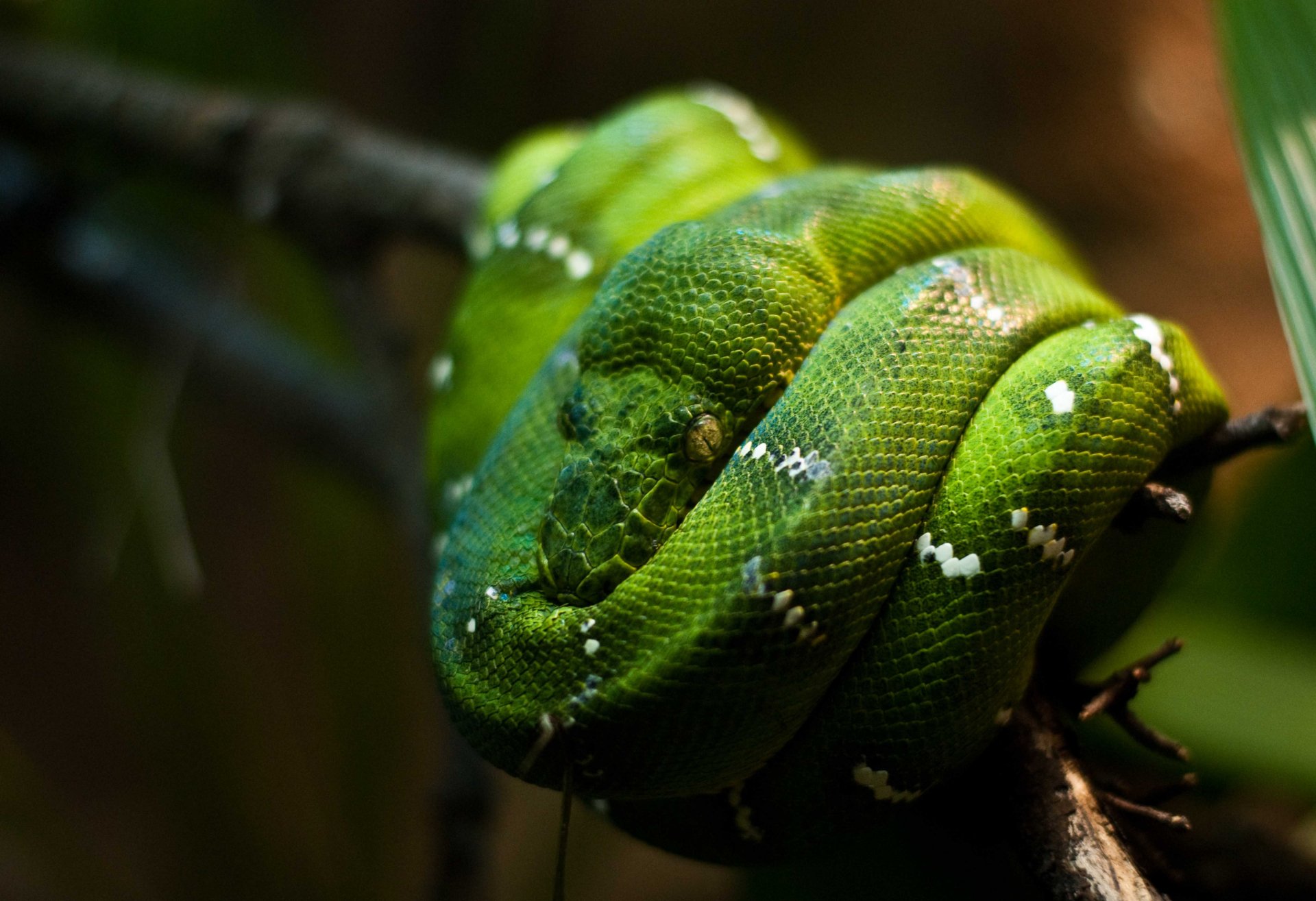 Download Snake Animal Emerald Tree Boa 4k Ultra HD Wallpaper