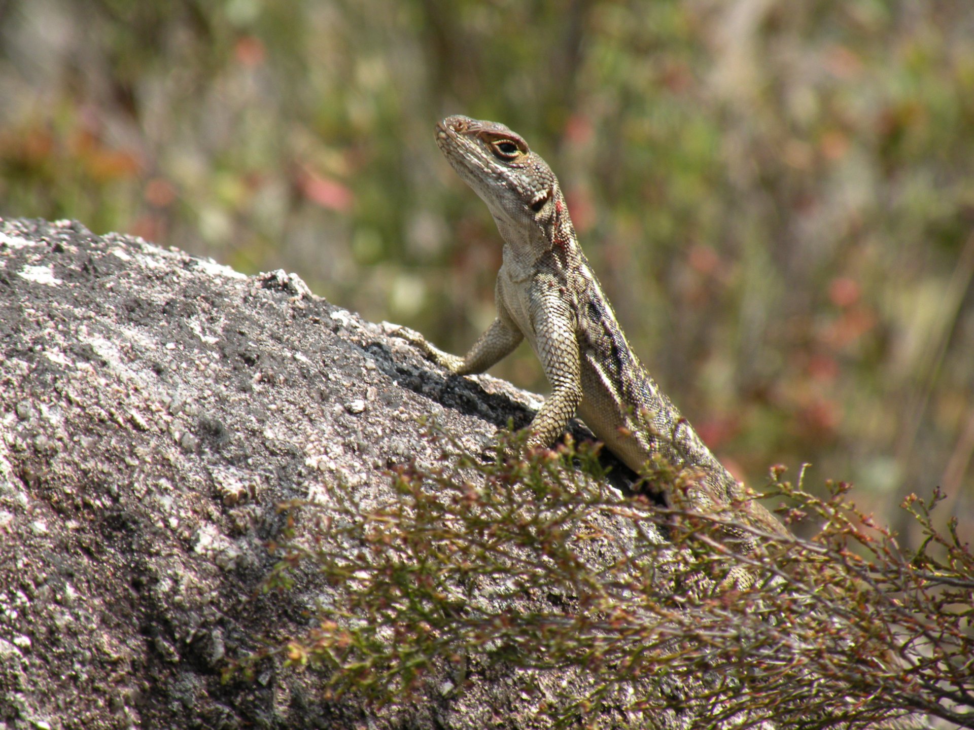 Download Animal Lizard HD Wallpaper