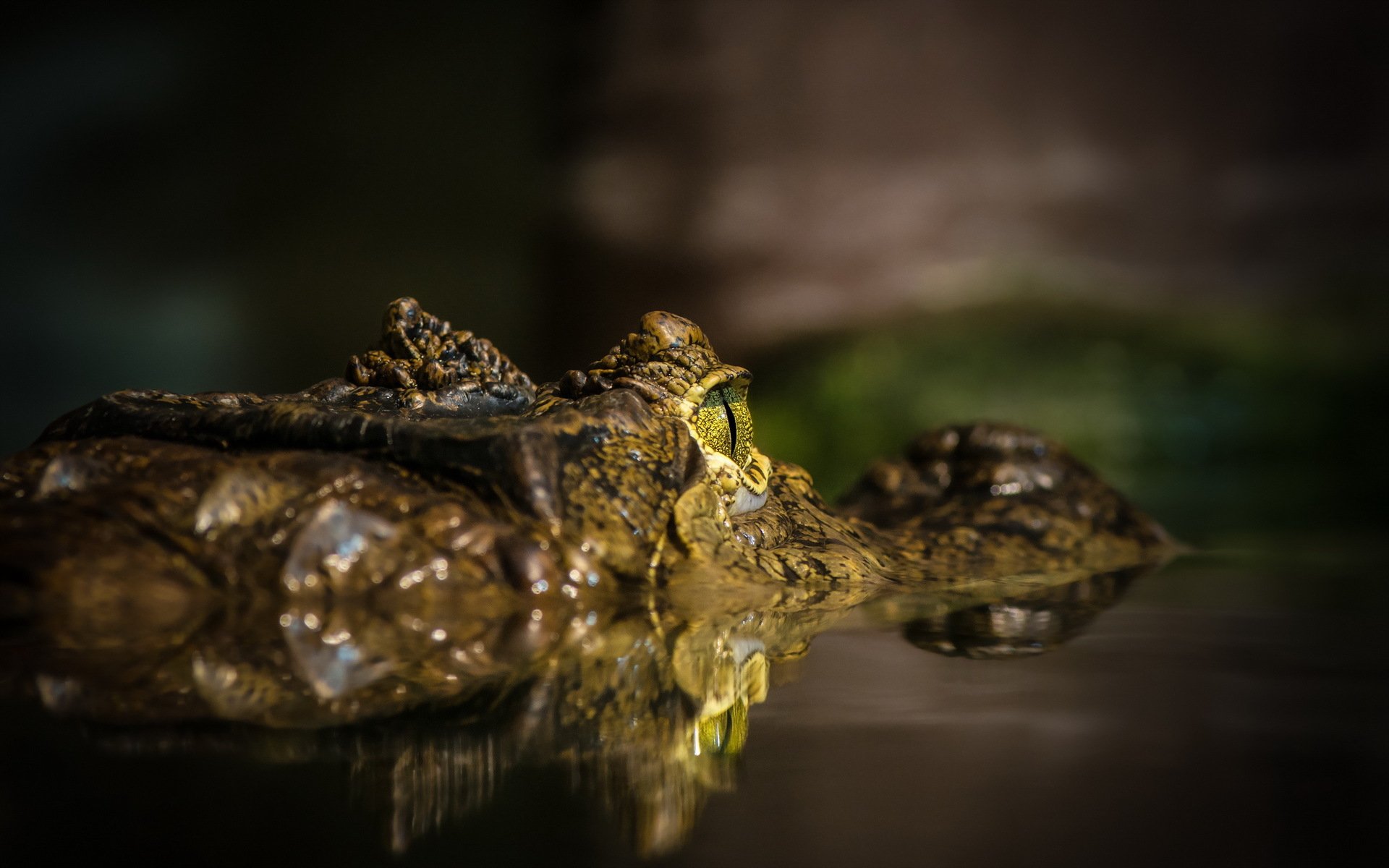 HD PC desktop wallpaper showing an animal (crocodile) close-up: low-lit crocodile head partially submerged, eyes and scaly skin mirrored in dark, still water.