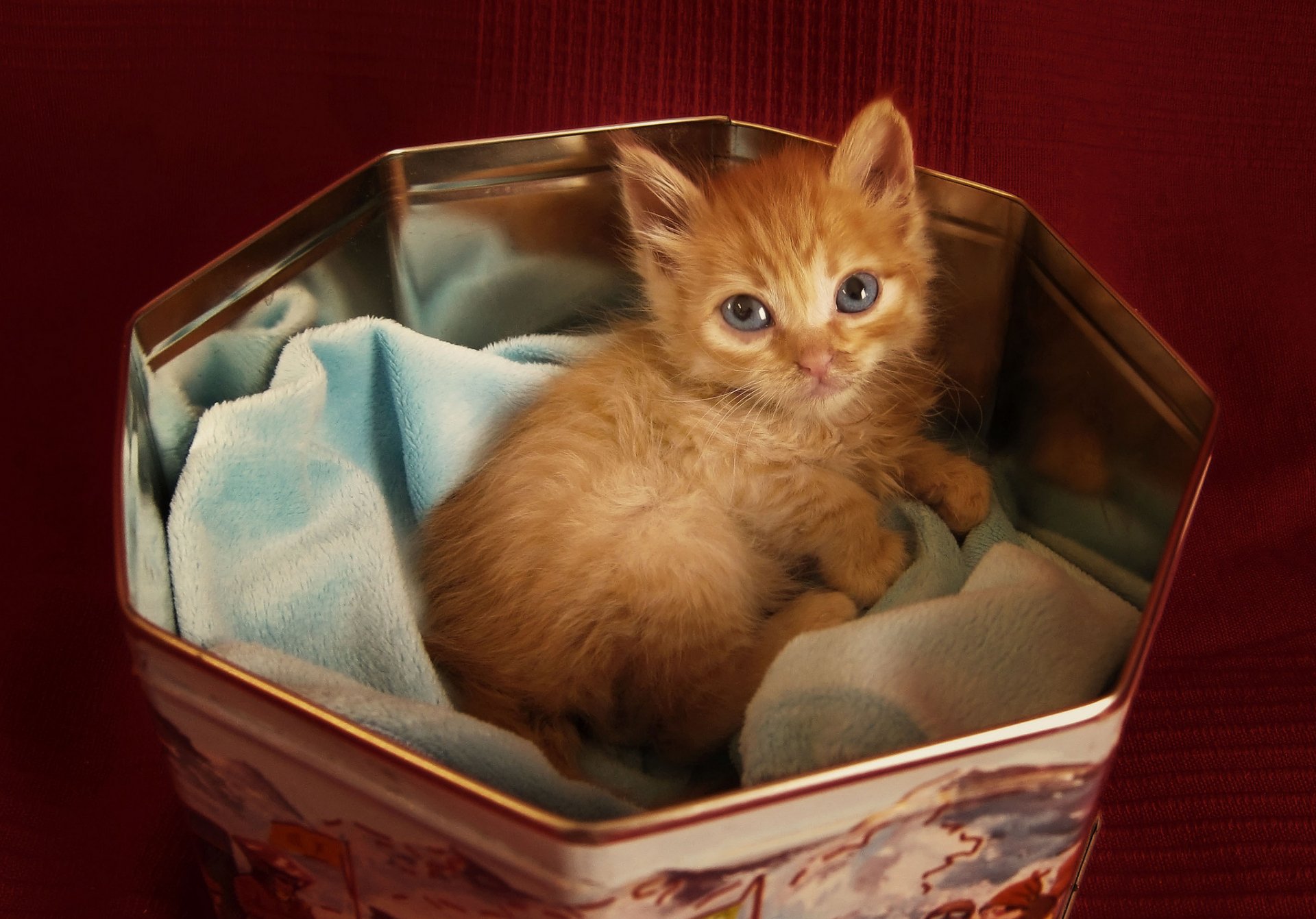 HD PC desktop wallpaper of an orange kitten (animal: cat) nestled on a blue blanket inside a decorative tin box against a deep red background.