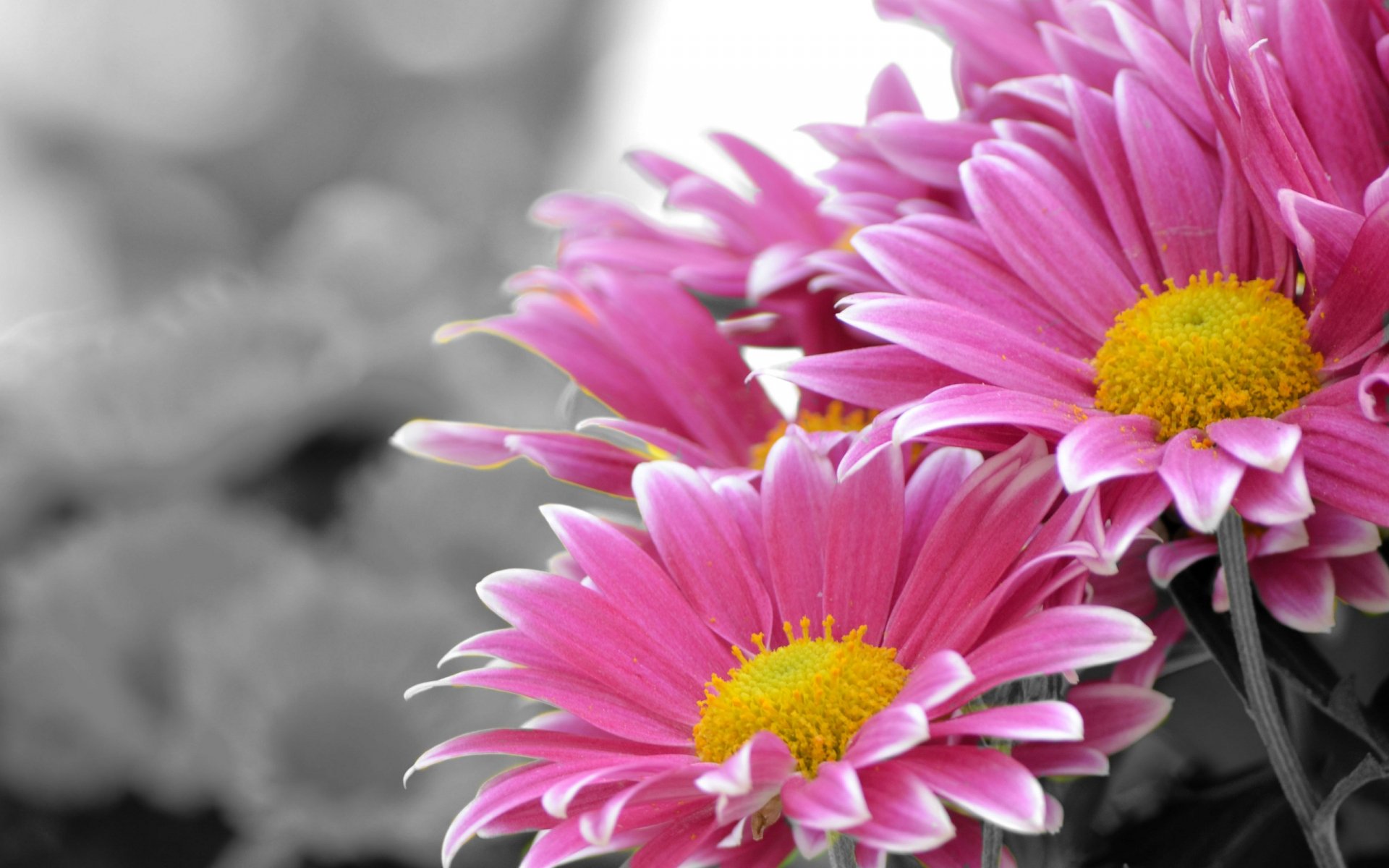 Flower Full Hd Wallpaper And Background 2560x1600 Id