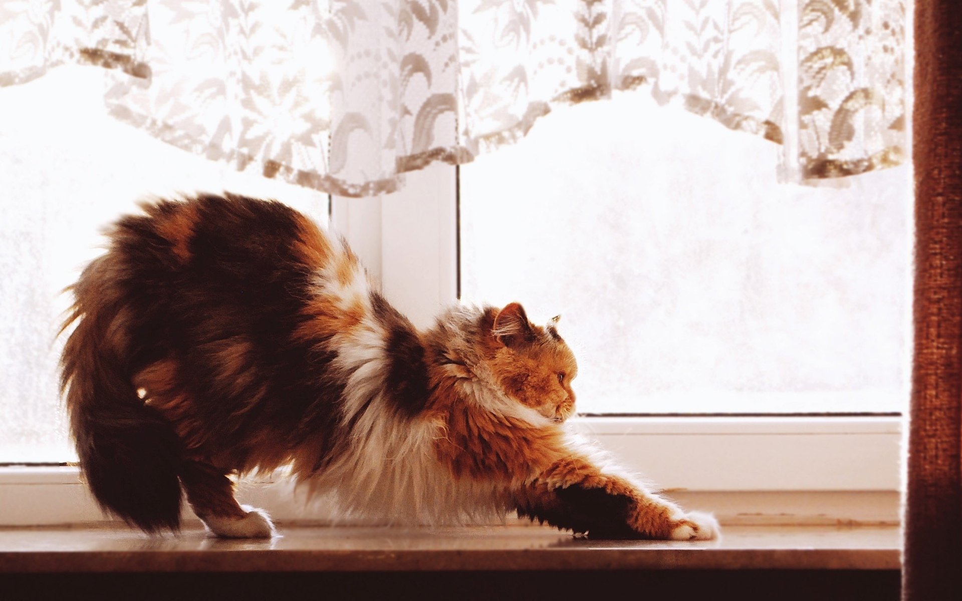 A stretching cat is seen on a windowsill, illuminated by soft light filtering through lace curtains, creating a serene atmosphere in this HD PC desktop wallpaper.