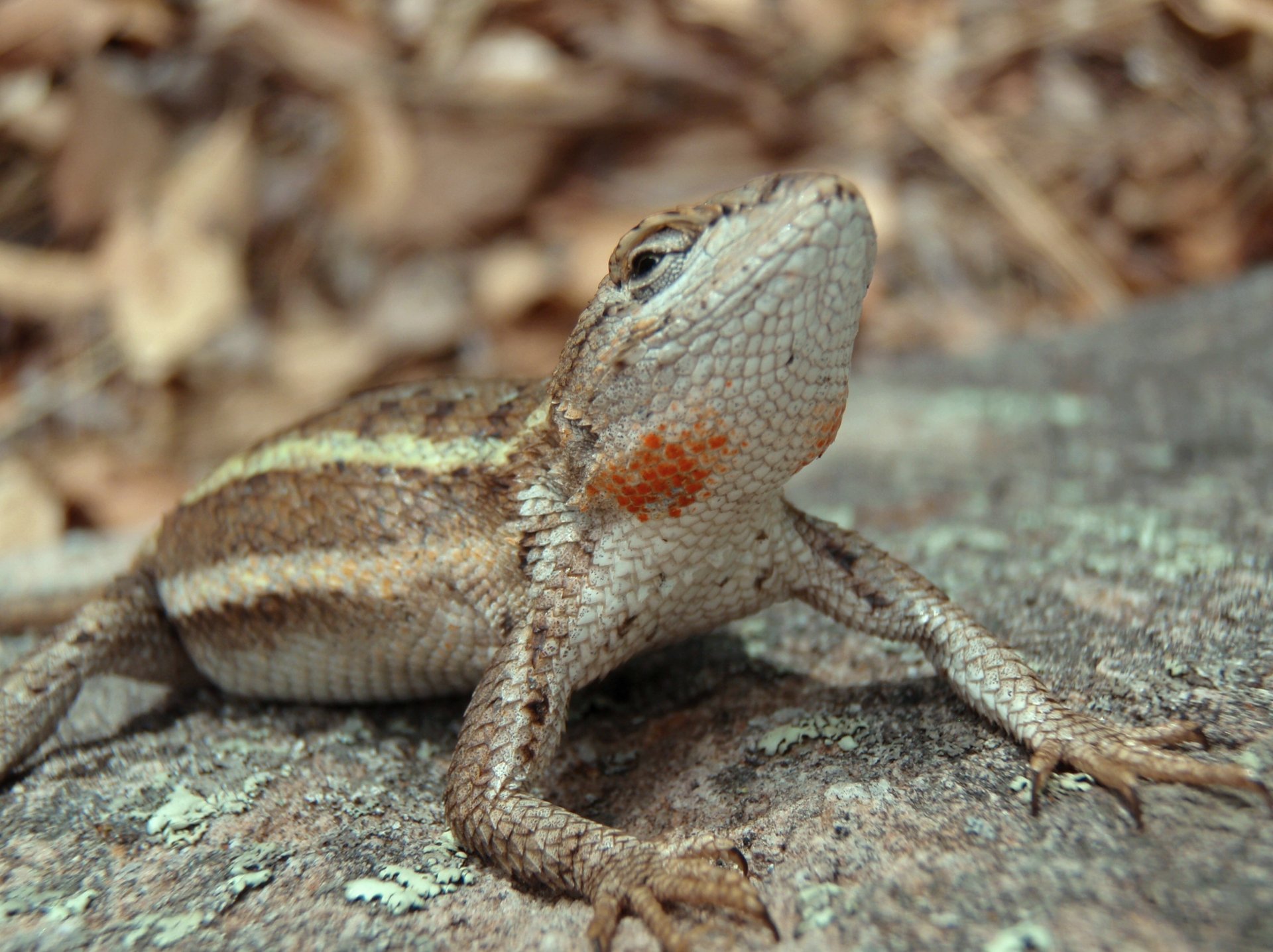 Download Striped Plateau Lizard Animal Lizard HD Wallpaper