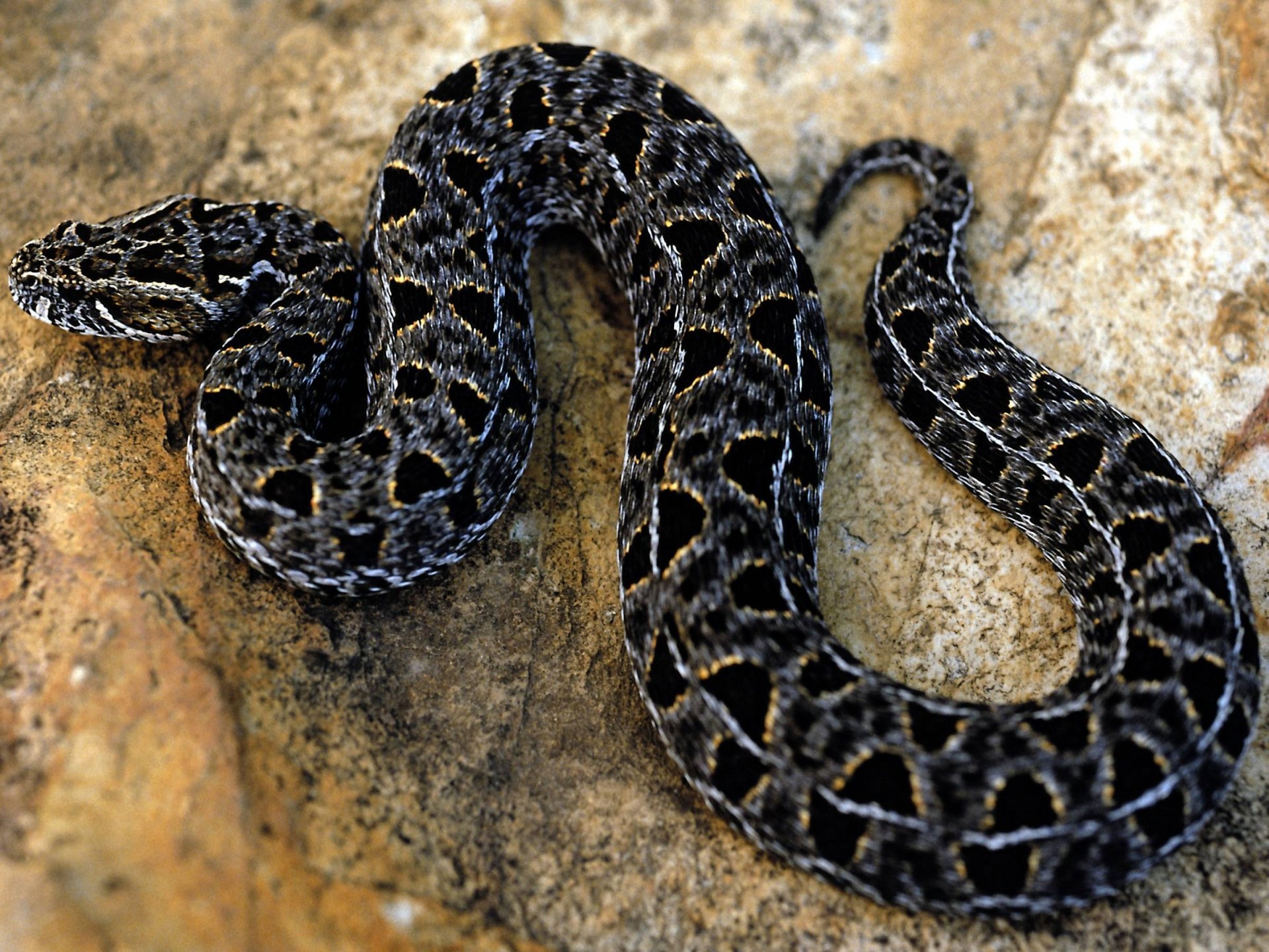 A HD desktop wallpaper featuring a striking black and gray snake coiled on a rocky surface, showcasing intricate patterns and textures.
