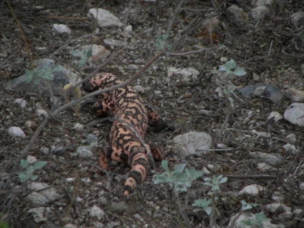 Animal gila monster HD Desktop Wallpaper | Background Image