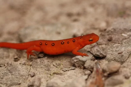 Animal eastern newt HD Desktop Wallpaper | Background Image
