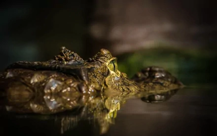 HD PC desktop wallpaper showing an animal (crocodile) close-up: low-lit crocodile head partially submerged, eyes and scaly skin mirrored in dark, still water.