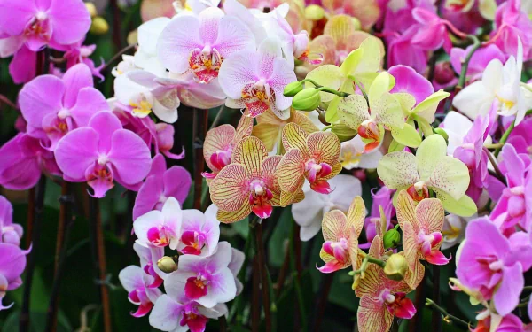 Vibrant orchids in a variety of colors, showcasing nature's beauty, create a stunning HD desktop wallpaper and background that enhances any screen.