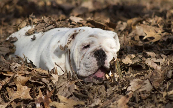 Animal bulldog HD Desktop Wallpaper | Background Image