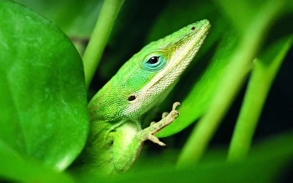 macro close-up plant green Animal green anole HD Desktop Wallpaper | Background Image