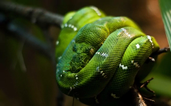 snake Animal emerald tree boa HD Desktop Wallpaper | Background Image