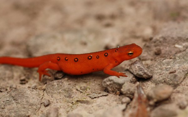 Animal Eastern Newt Amphibians Salamanders HD Wallpaper | Background Image