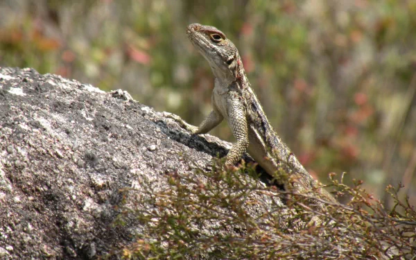 Animal lizard HD Desktop Wallpaper | Background Image