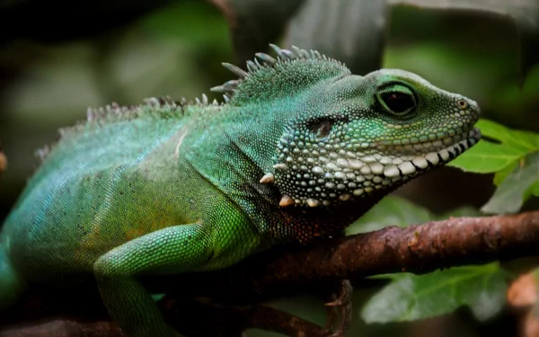 Animal iguana HD Desktop Wallpaper | Background Image