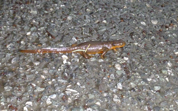 Animal newt HD Desktop Wallpaper | Background Image