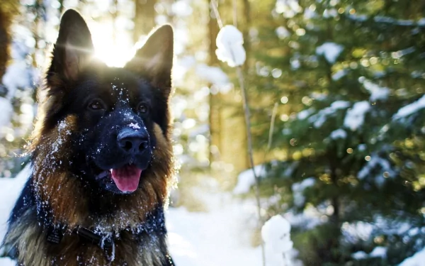 A majestic German Shepherd in a snowy forest, captured in HD, making for a stunning desktop wallpaper and background.