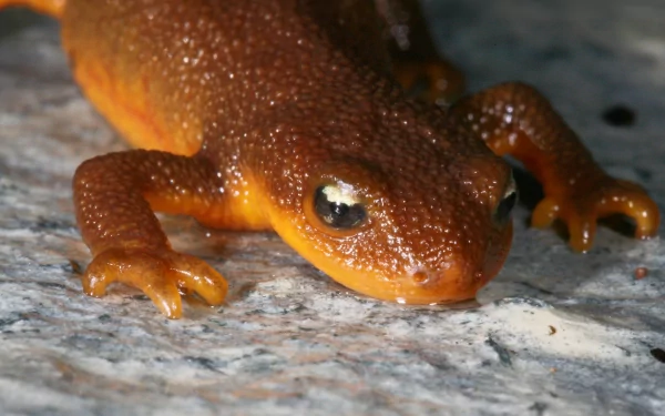 Animal newt HD Desktop Wallpaper | Background Image