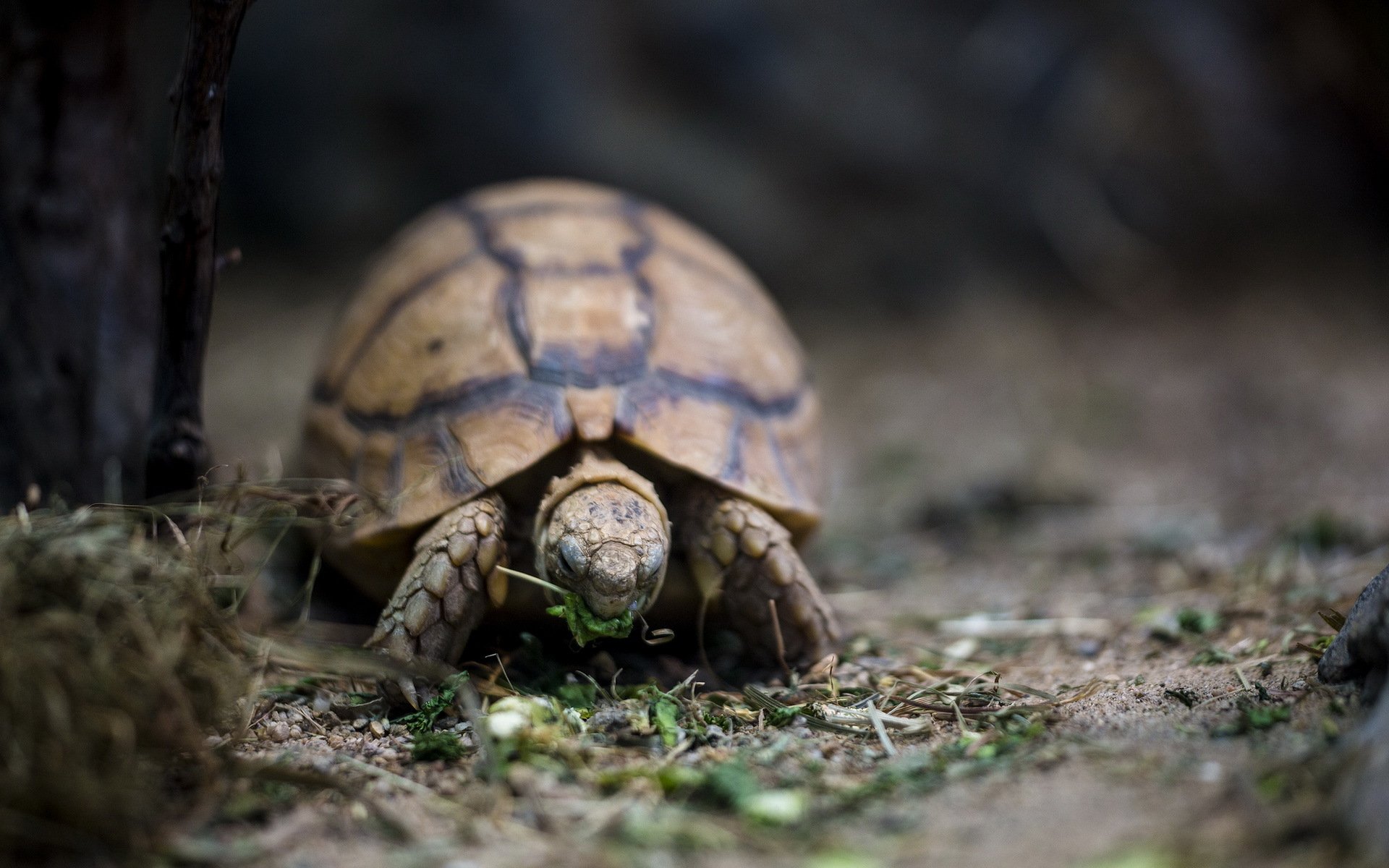 Tortoise HD Wallpaper