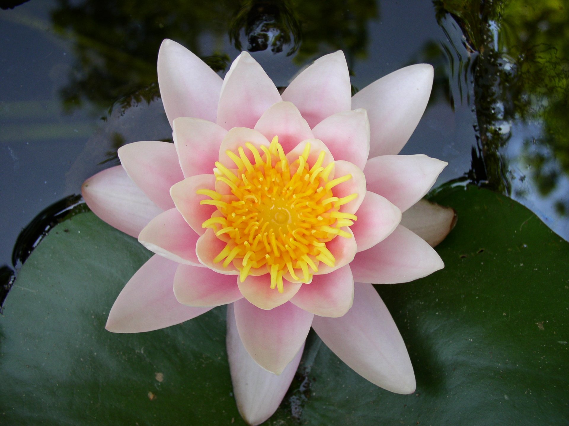 Download Nature Lotus Hd Wallpaper