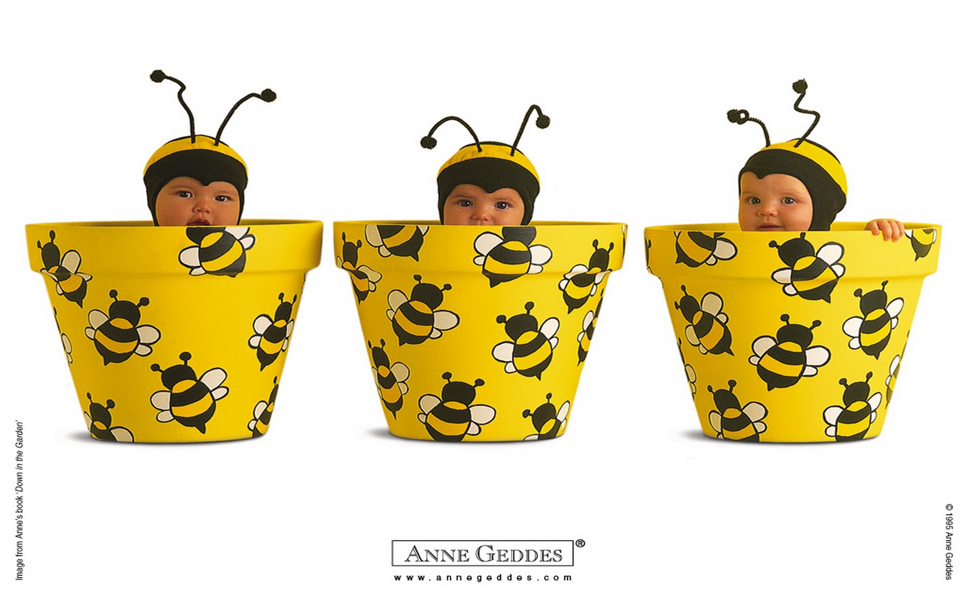 Download Photography Baby HD Wallpaper by Anne Geddes