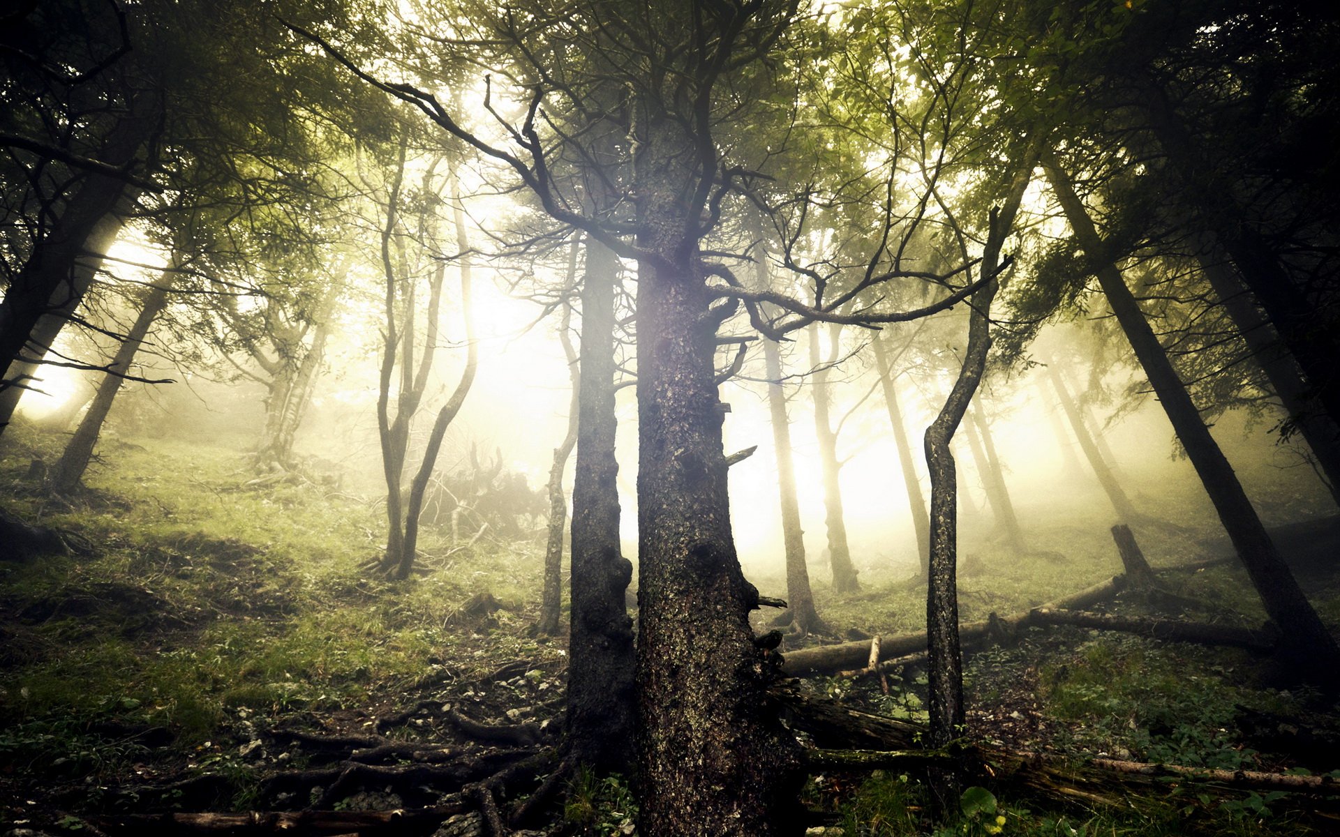 Download Nature Forest HD Wallpaper | 1920x1200 | Wallpaper Abyss