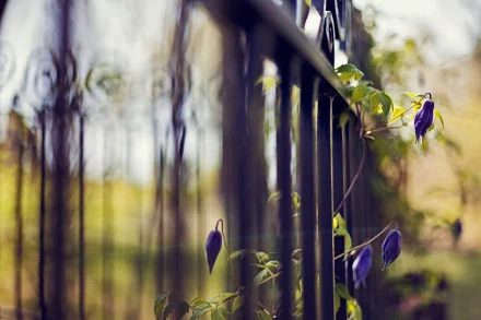 HD desktop wallpaper featuring a close-up of a man-made fence with delicate purple flowers entwined along its bars.