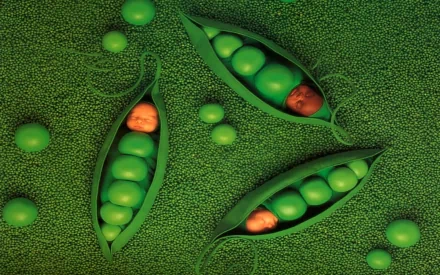 photography baby HD Desktop Wallpaper | Background Image