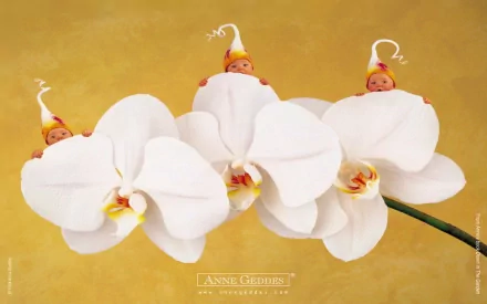 photography baby HD Desktop Wallpaper | Background Image