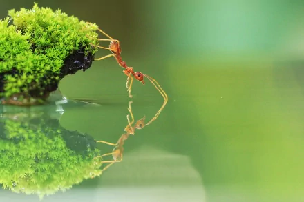 HD desktop wallpaper featuring a detailed close-up of an ant reaching out from a mossy surface, reflected in calm water with a soft green background.