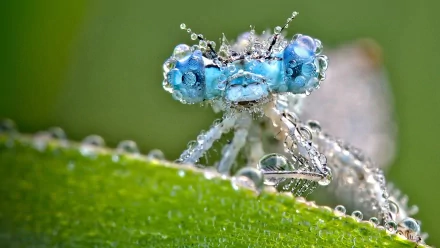 HD PC desktop wallpaper and background: close-up of a dew-covered blue damselfly, an insect animal, perched on a green leaf with sparkling water droplets.