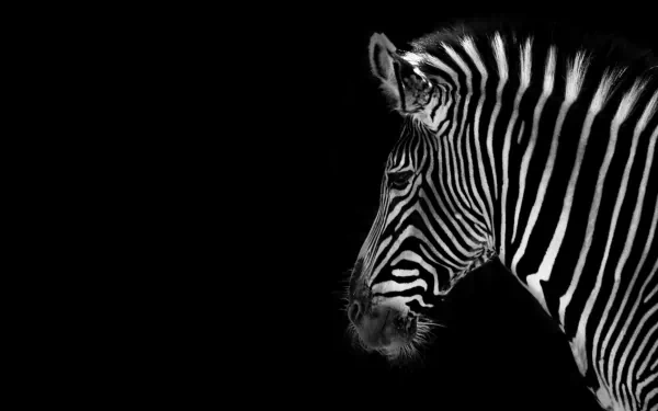 HD desktop wallpaper featuring a close-up profile of a zebra against a black background, highlighting its distinct black and white stripes.
