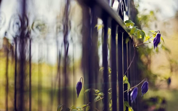 HD desktop wallpaper featuring a close-up of a man-made fence with delicate purple flowers entwined along its bars.